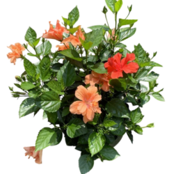 Hibiscus Rosa Sinensis (Cantaloupe )